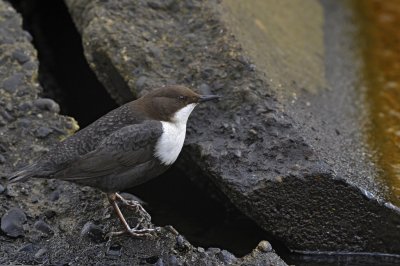 Waterspreeuw / White Throated Dipper / Lonnekermeer (Hengelo)