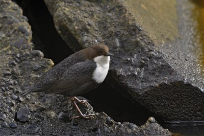 Waterspreeuw / White Throated Dipper / Lonnekermeer (Hengelo)