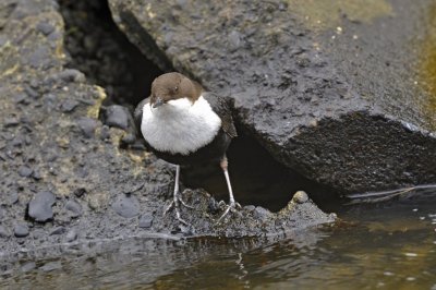 Waterspreeuw / White Throated Dipper / Lonnekermeer (Hengelo)