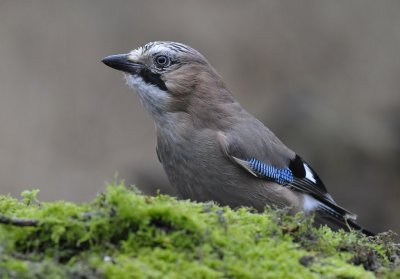 Gaai / Eurasian Jay / Hof van Twente