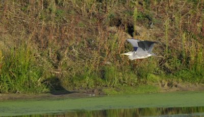 Blauwe Reiger / Grey Heron / Retentiegebied Hengelo
