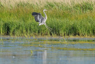 Blauwe Reiger / Grey Heron / AWD