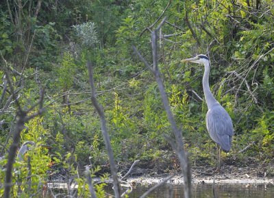 Blauwe Reiger / Grey Heron / AWD