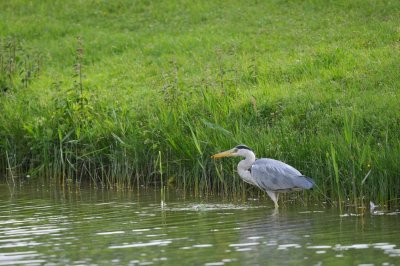 Blauwe Reiger / Grey Heron / AWD