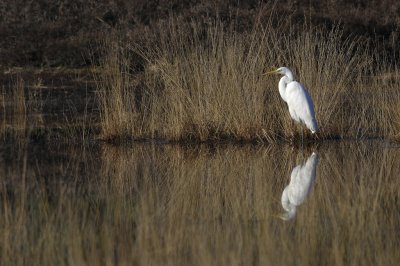 Grote Zilverreiger / Western Great Egret / Losser