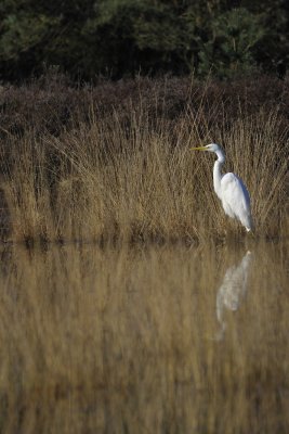 Grote Zilverreiger / Western Great Egret / Losser