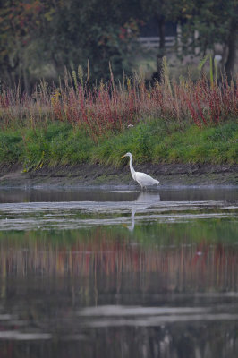 Grote Zilverreiger / Western Great Egret / Retentiegebied Hengelo