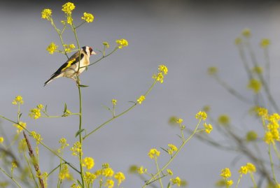 Putter / European Goldfinch / Nijmegen