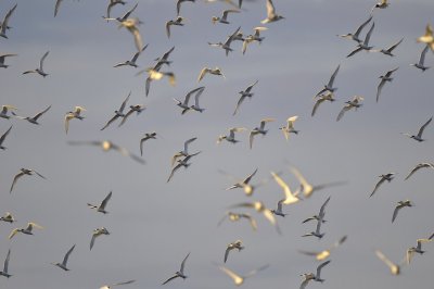 Stern / Texel