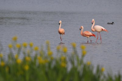 Roze Flamingo / Great White Pelican / Ossenwaard (Deventer)