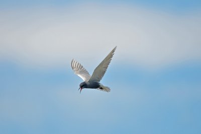 Zwarte Stern / Black Tern / de Wieden