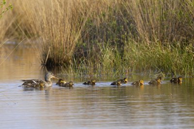 Wilde Eend / Mallard / Engbersdijksvenen