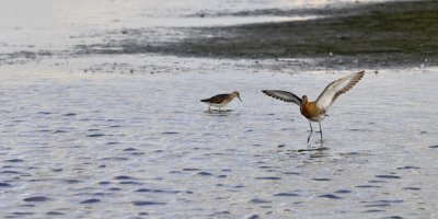 Grutto / Black-tailed Godwit / Texel