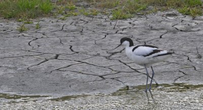 Kluut / Pied Avocet / Texel