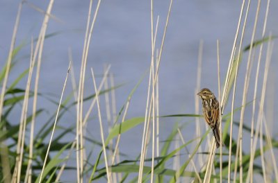 Rietgors / Common Reed Bunting / Texel