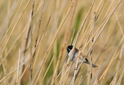 Rietgors / Common Reed Bunting / Texel