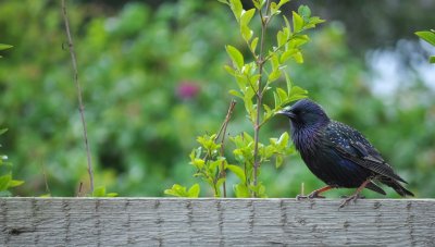 Spreeuw / Common Starling / Katwijk