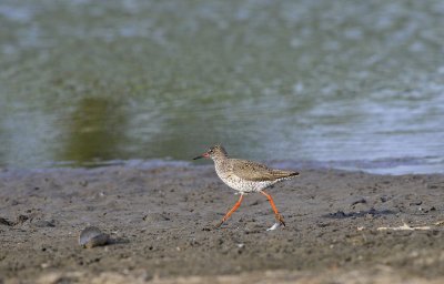 Tureluur / Common Redshank / Ossenwaard (Deventer)