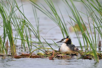 Fuut / Great Crested Grebe / De Wieden