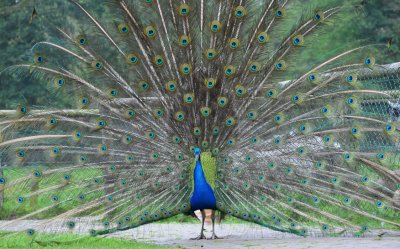 Pauw / Peacock / Hengelo