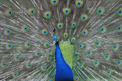 Pauw / Peacock / Hengelo