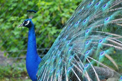 Pauw / Peacock / Hengelo
