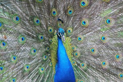 Pauw / Peacock / Hengelo