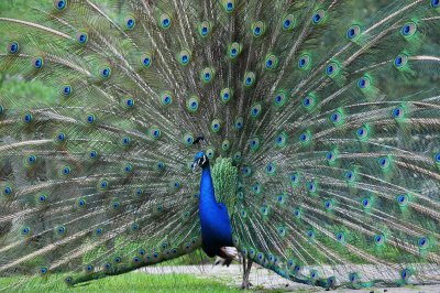 Pauw / Peacock / Hengelo