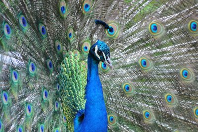Pauw / Peacock / Hengelo
