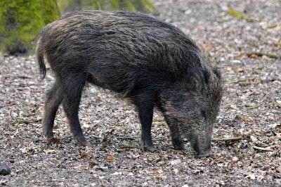 Wildzwijn / Veluwe