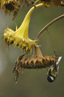 Koolmees / Great Tit / Eigen Tuin