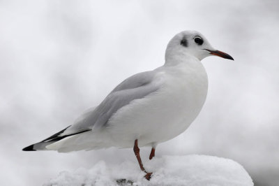 Meeuw in de sneeuw / Gull in the snow / Hengelo