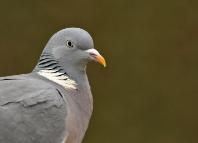 Houtduif / Common Wood Pigeon / Hengelo