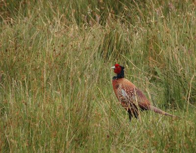 Fazant / Common Pheasant / Zeeland