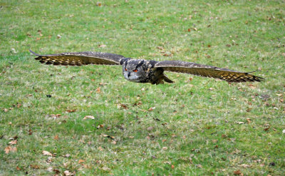 Oehoe / Eurasian Eagle-Owl / Apeldoorn