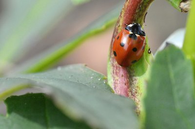 Ladybug / Lieveheersbeestje / Eigen Tuin
