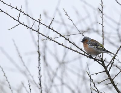 Vink / Finch / Oelermars