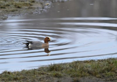 Smient / Wigeon / Oelemars