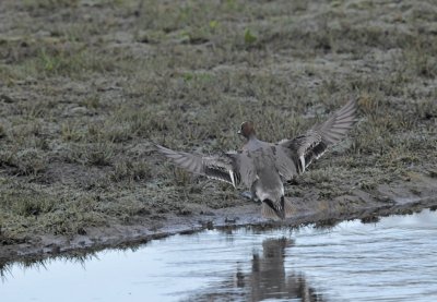 Smient / Wigeon / Oelemars