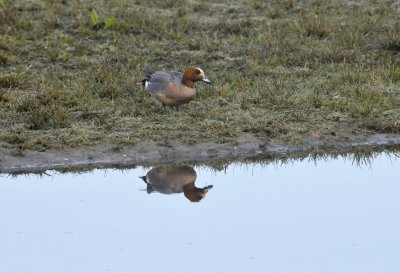Smient / Wigeon / Oelemars
