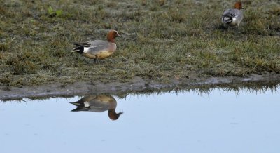 Smient / Wigeon / Oelemars