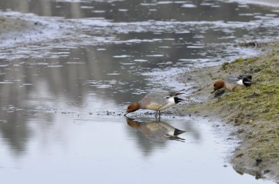 Smient / Wigeon / Oelemars