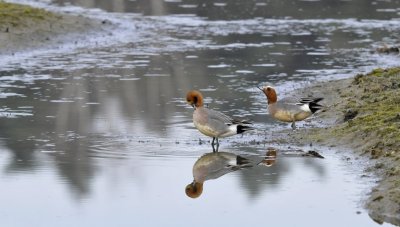 Smient / Wigeon / Oelemars