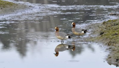 Smient / Wigeon / Oelemars
