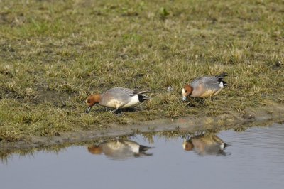 Smient / Wigeon / Oelemars