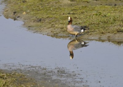 Smient / Wigeon / Oelemars