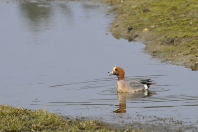 Smient / Wigeon / Oelemars
