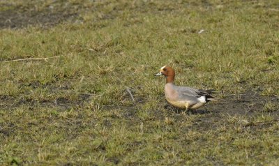 Smient / Wigeon / Oelemars