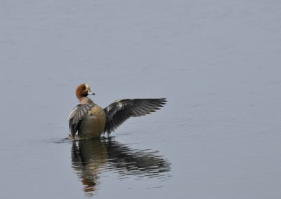 Smient / Wigeon / Oelemars