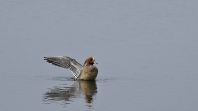 Smient / Wigeon / Oelemars